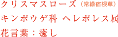 クリスマスローズ（常緑宿根草） キンポウゲ科 ヘレポレス属 花言葉：癒し 