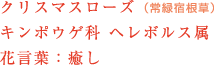 クリスマスローズ　キンポウゲ科 ヘレボルス属　花言葉：癒し