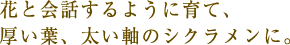 花と会話するように育て、厚い葉、太い軸のシクラメンに。