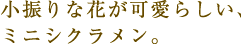 小振りな花が可愛らしい、ミニシクラメン。