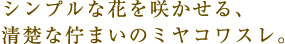 シンプルな花を咲かせる、清楚な佇まいのミヤコワスレ。